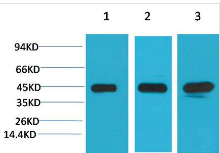MEK2 Monoclonal Antibody