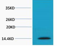 Histone H2A.X (Phospho Ser139) Polyclonal Antibody