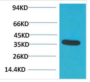 GAPDH Polyclonal Antibody