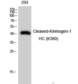Cleaved-Kininogen-1 HC (K380) Polyclonal Antibody
