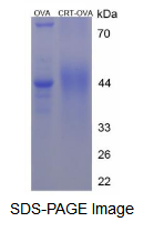 OVA Conjugated Creatine Transporter (CRT)