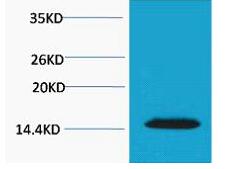 Histone H2A.X (Phospho Thr120) Polyclonal Antibody
