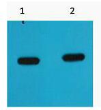 mCherry Monoclonal Antibody