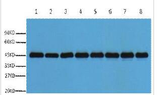 Plant-actin Polyclonal Antibody