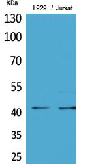E2F-4 (Acetyl Lys96) Polyclonal Antibod