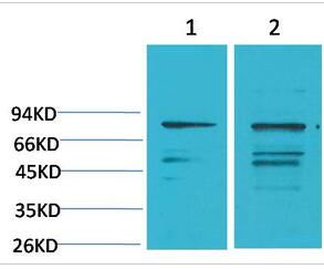 PI 3-kinase p85α Polyclonal Antibody