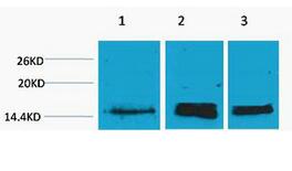 Histone H3 (Mono Methyl Lys36) Polyclonal Antibody