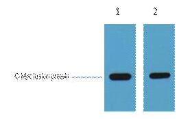 Myc-Tag Polyclonal Antibody