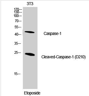 Cleaved-Caspase-1 (D210) Polyclonal Antibody