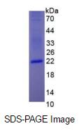 Eukaryotic Interferon Alpha (IFNa)