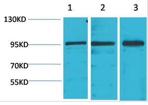 Stat2 Polyclonal Antibody