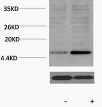 Histone H3 (Acetyl Lys18) Polyclonal Antibody