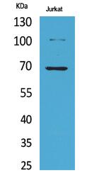 Ku-70 (Acetyl Lys542) Polyclonal Antibody