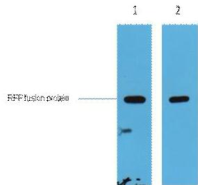 RFP-Tag Polyclonal Antibody