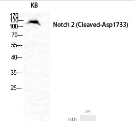Cleaved-Notch 2 (D1733) Polyclonal Antibody