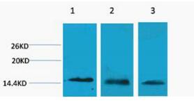 Histone H3 (Tri Methyl Lys27) Polyclonal Antibody