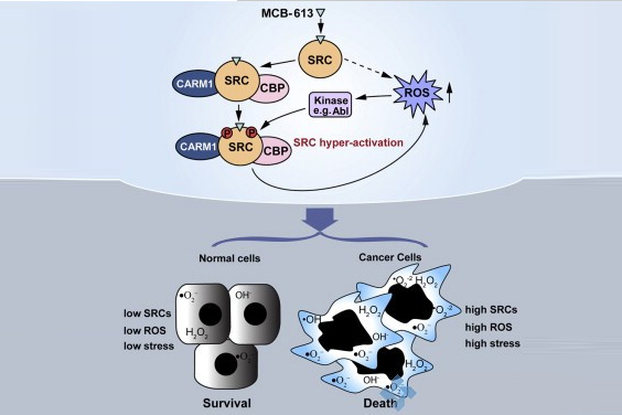 Steroid Receptor Coactivator Small Molecule Stimulator