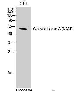 Cleaved-Lamin A (N231) Polyclonal Antibody