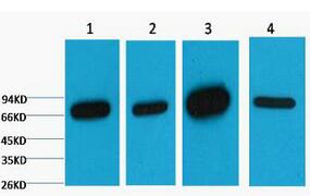 Lamin B1 Monoclonal Antibody
