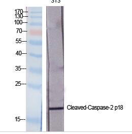 Cleaved-Caspase-2 p18 (G170) Polyclonal Antibody