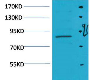 Stat5a Polyclonal Antibody