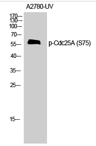 Cdc25A (phospho Ser75) Polyclonal Antibody