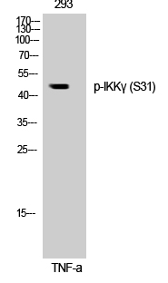 IKKγ (phospho Ser31) Polyclonal Antibody