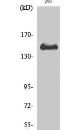 Met (phospho Tyr1349) Polyclonal Antibody