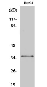 C/EBP β (phospho Thr235) Polyclonal Antibody