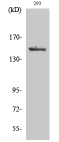 ASK 1 (phospho Ser966) Polyclonal Antibody