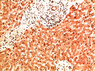 Collagen IV Mouse Monoclonal Antibody(8G3)