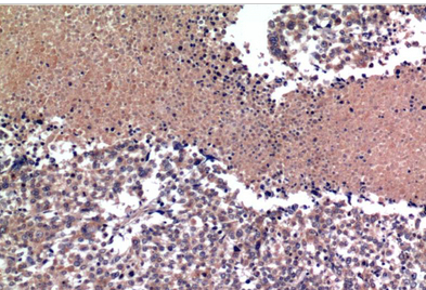 Cyclin B1 Mouse Monoclonal Antibody(1A5)