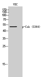 Csk (phospho Ser364) Polyclonal Antibody