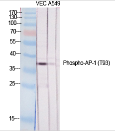 AP-1 (phospho Thr93) Polyclonal Antibody