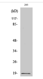 Op18 (phospho Ser16) Polyclonal Antibody