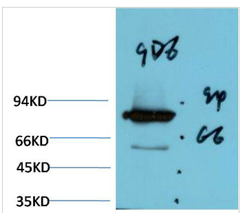 Luciferase Mouse Monoclonal Antibody(9D6)