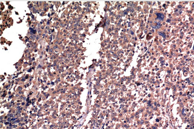 Cyclin B1 Mouse Monoclonal Antibody(5C1)