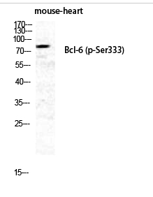 Bcl-6 (phospho Ser333) Polyclonal Antibody