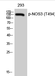 NOS3 (phospho Thr494) Polyclonal Antibody