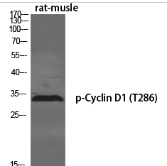 Cyclin D1 (phospho Thr286) Polyclonal Antibody