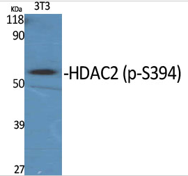 HDAC2 (phospho Ser394) Polyclonal Antibody