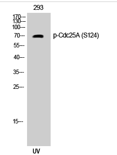 Cdc25A (phospho Ser124) Polyclonal Antibody