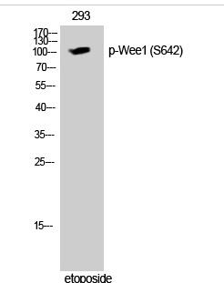 Wee1 (phospho Ser642) Polyclonal Antibody