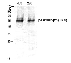 CaMKIIα/β/δ (phospho Thr305) Polyclonal Antibody