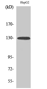 EphA2 (phospho Tyr588) Polyclonal Antibody