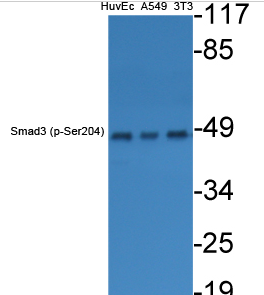 Smad3 (phospho Ser204) Polyclonal Antibody