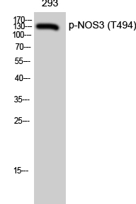 NOS3 (phospho Thr494) Polyclonal Antibody