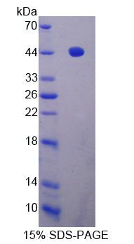 Recombinant A Disintegrin And Metalloproteinase With Thrombospondin 19 (ADAMTS19