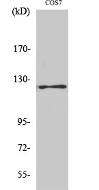 FAK (phospho Tyr861) Polyclonal Antibody