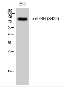 eIF4B (phospho Ser422) Polyclonal Antibody
